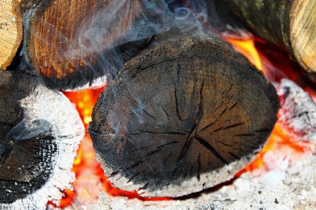 Tree wood warm leaf Photo