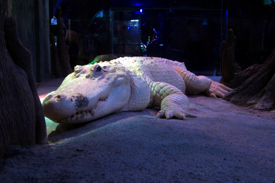 Animal animais selvagens selvagem jardim zoológico