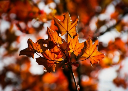 Photo Arbre nature bifurquer usine