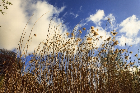 Tree nature grass horizon Photo