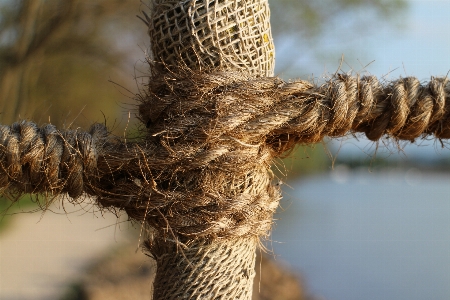 Tree nature grass branch Photo