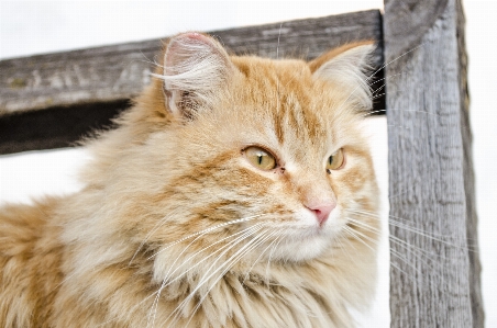 Photo Animal en regardant de compagnie fourrure