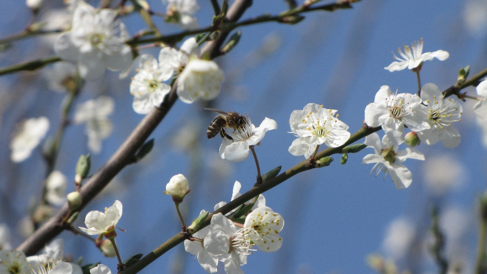 Arbre nature bifurquer fleurir