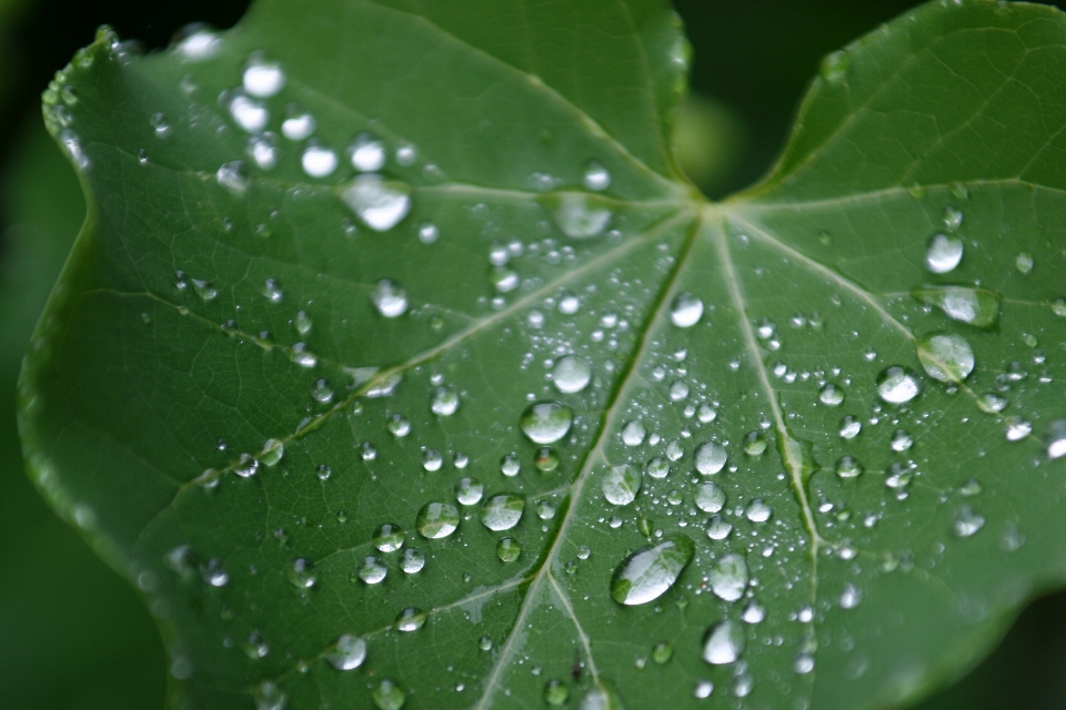 Drzewo woda natura upuszczać