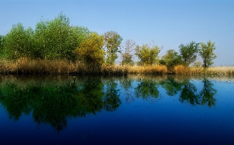 風景 木 水 自然 写真