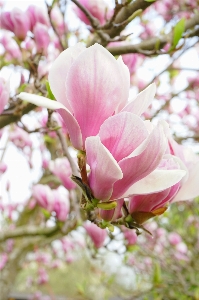 花 植物 白 花弁 写真