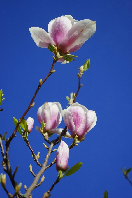 Zweig blüte anlage weiss