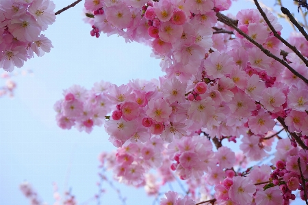 Tree branch blossom plant Photo