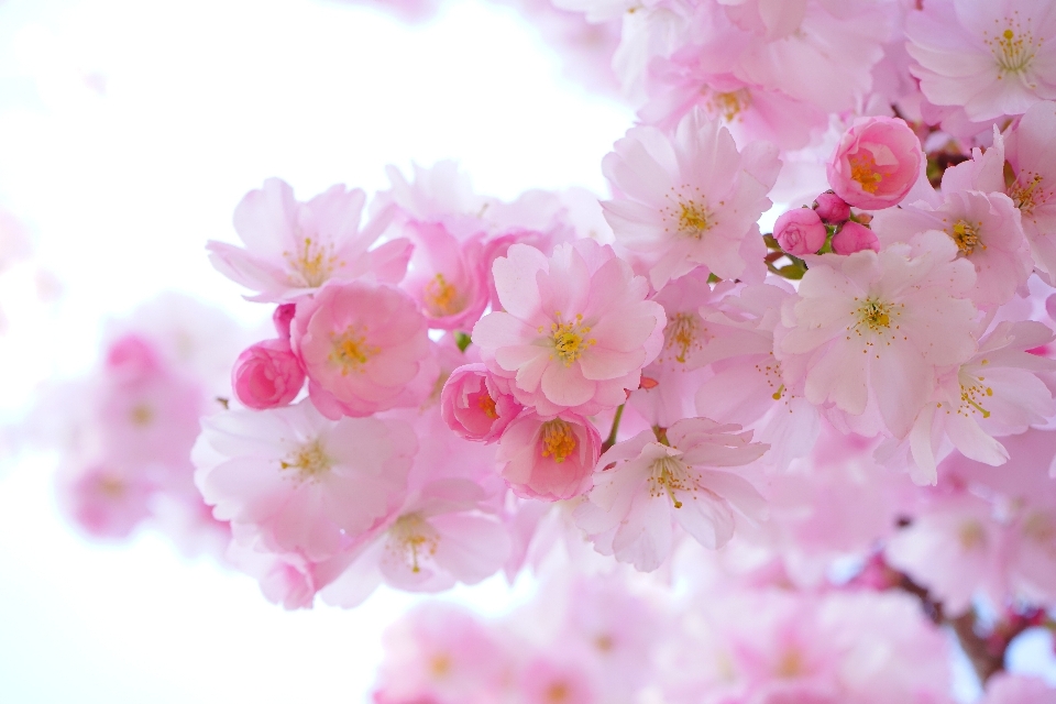 Tree branch blossom plant