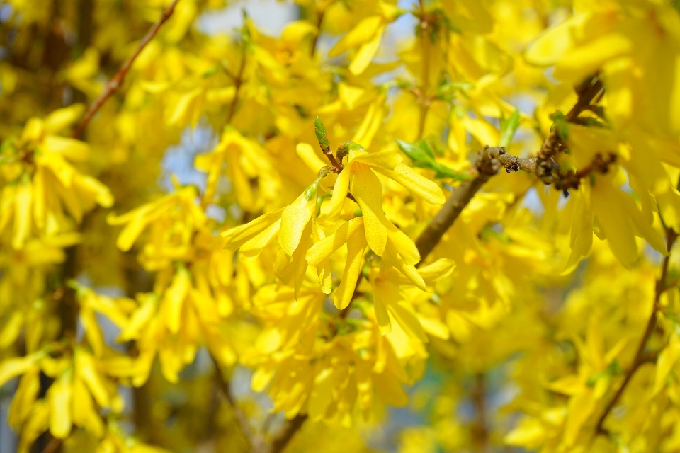 Arbre nature bifurquer fleurir