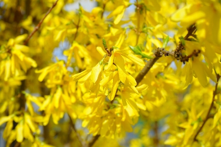 Tree nature branch blossom Photo