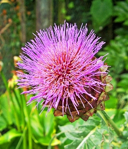 Natur anlage prärie
 blume Foto