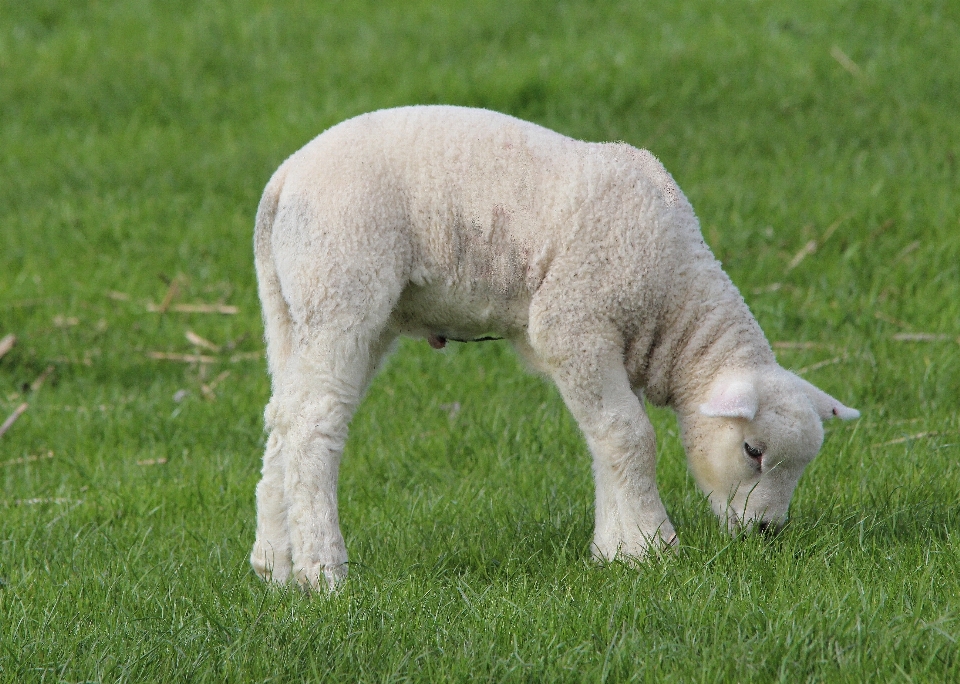 Gras bauernhof rasen wiese
