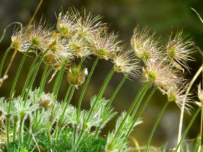 Tree nature grass branch Photo