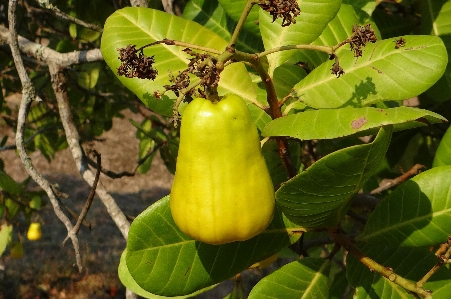 Ağaç bitki meyve yaprak Fotoğraf