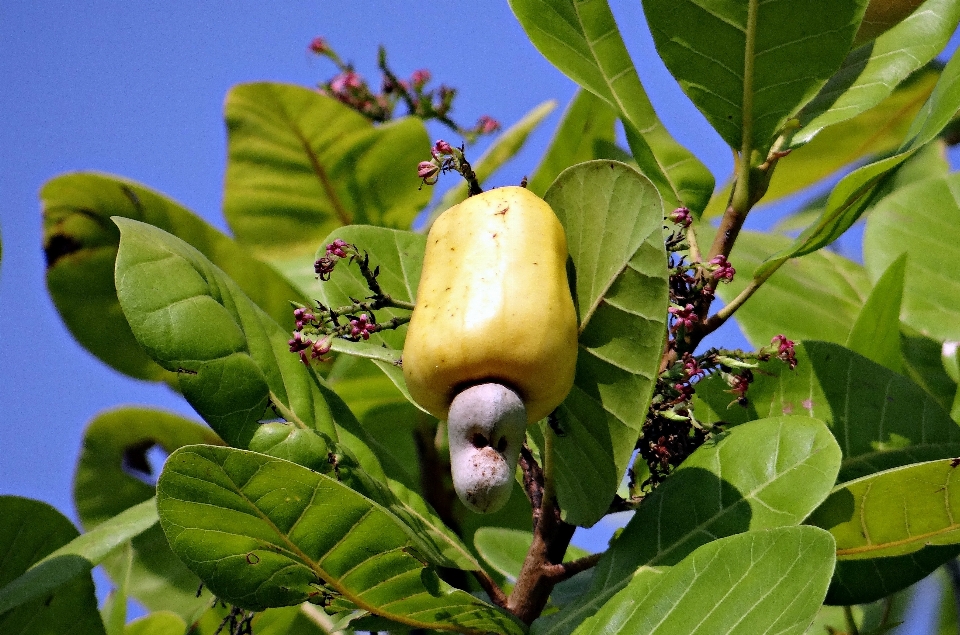 Pohon alam cabang mekar