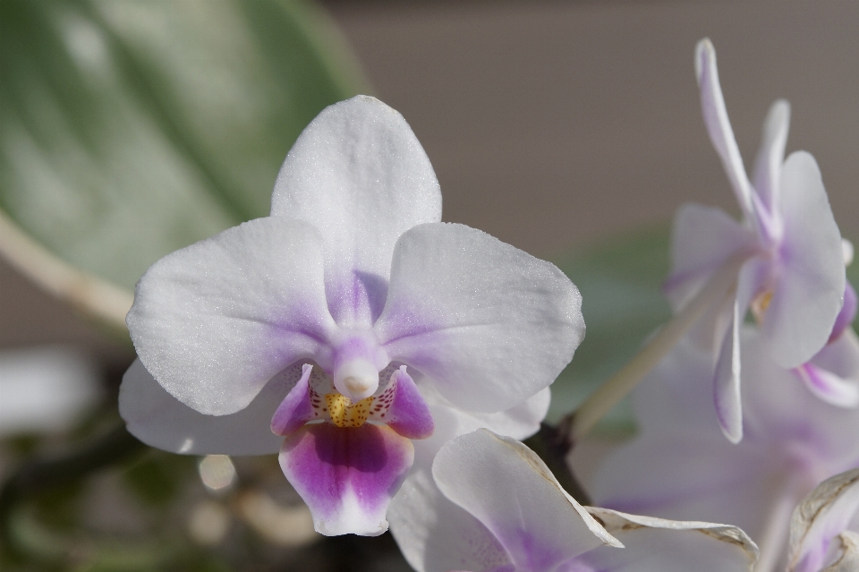 Fiore pianta bianco petalo