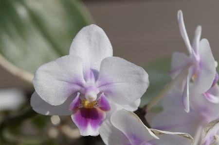 花 植物 白 花弁 写真