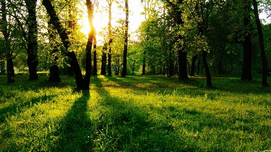 Landscape tree nature forest Photo