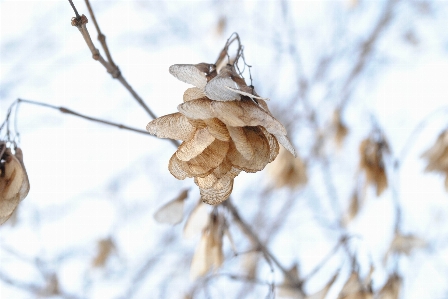 나무 나뭇가지 꽃 겨울 사진