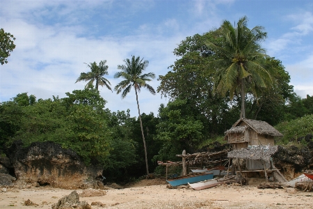 Beach sea coast tree Photo