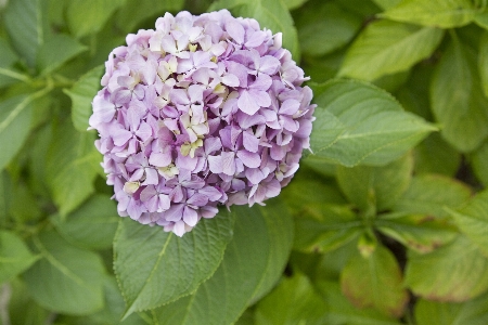 Branch blossom plant stem Photo