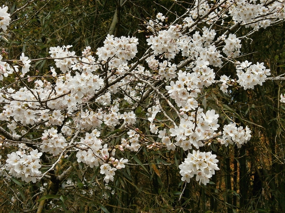 Albero ramo fiore pianta