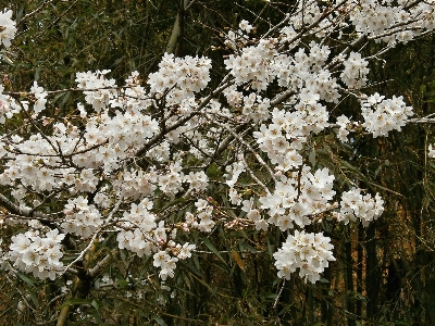 木 ブランチ 花 植物 写真