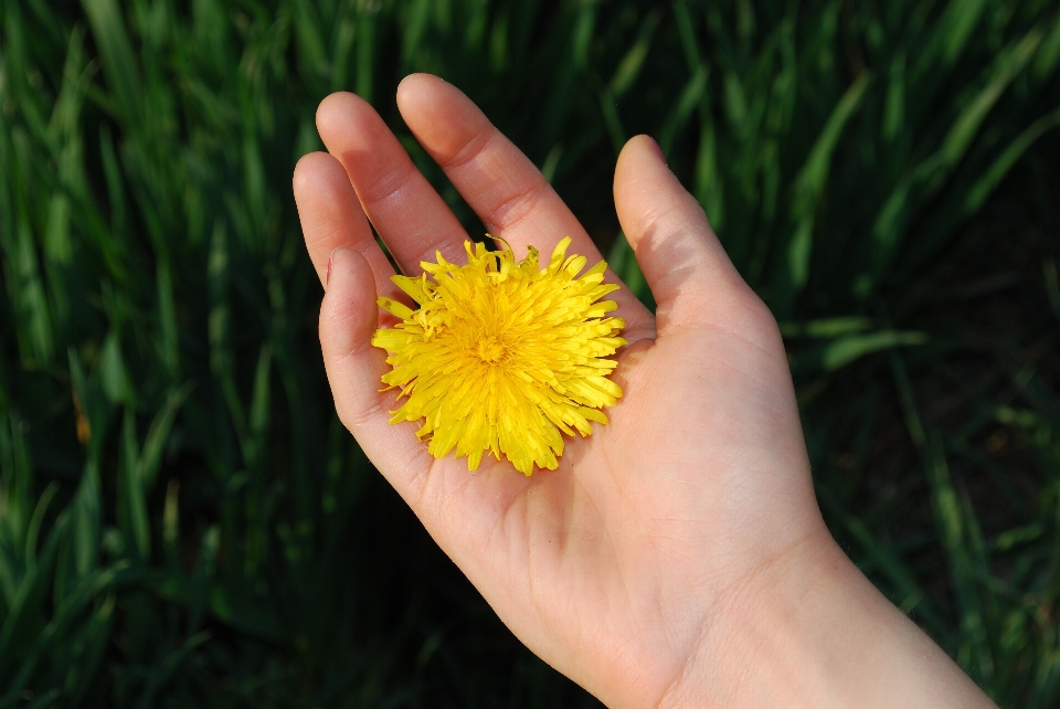 Hand nature grass blossom