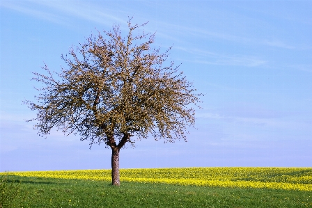 Tree nature grass plant Photo