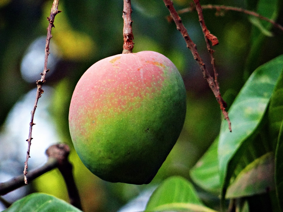 Apple 树 分支 植物