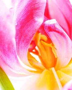 Outdoor blossom growth plant Photo