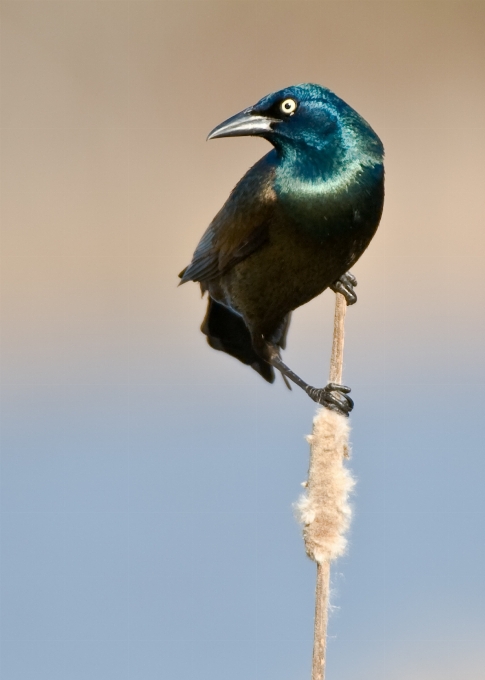 鳥 羽 不気味な 動物