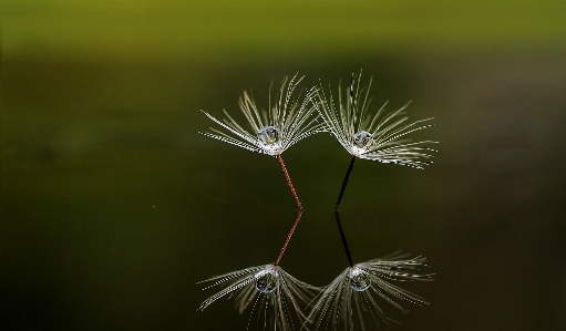 Foto água natureza grama filial