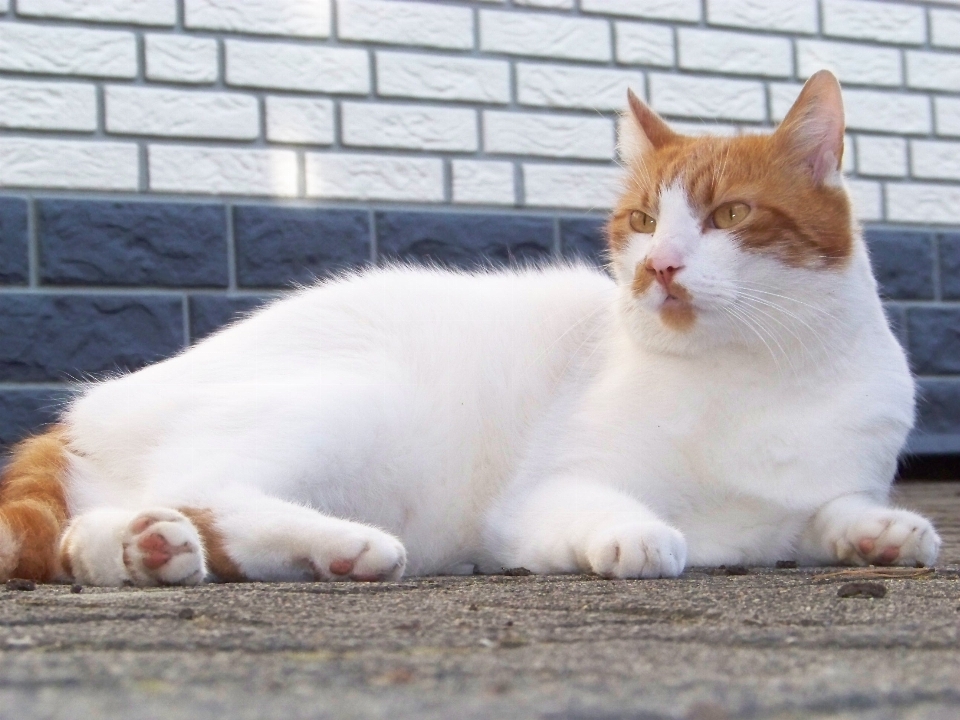 動物 ペット 毛皮 子猫