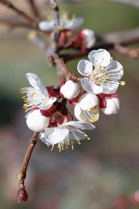 Baum natur zweig blüte