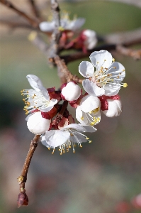 Tree nature branch blossom Photo