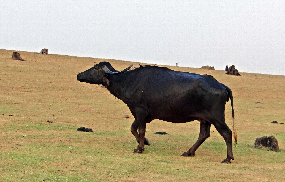 Herbe prairie
 aventure animal