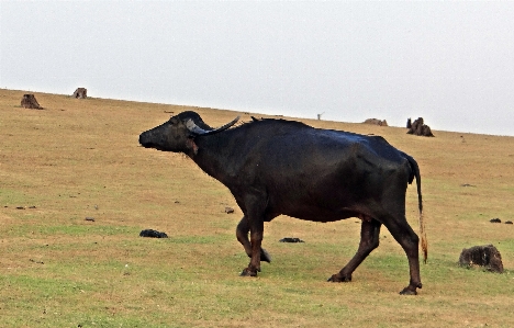 Grass prairie adventure animal Photo