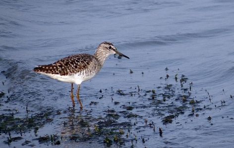 Sea water nature marsh Photo