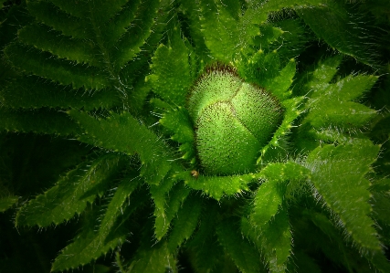 自然 花 構造 植物 写真