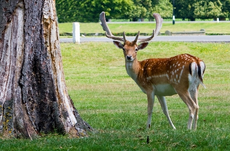 Nature countryside animal photo Photo