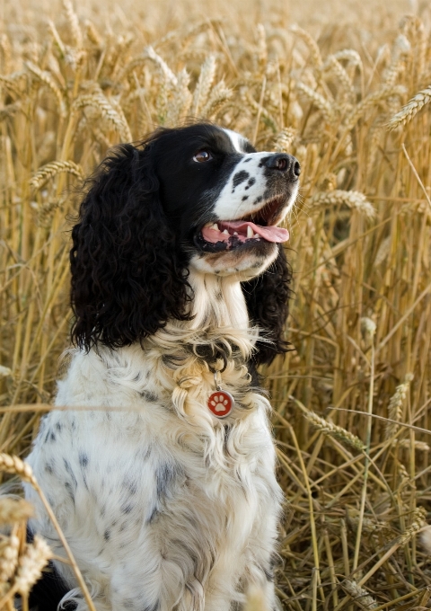 Weiss feld weizen hund