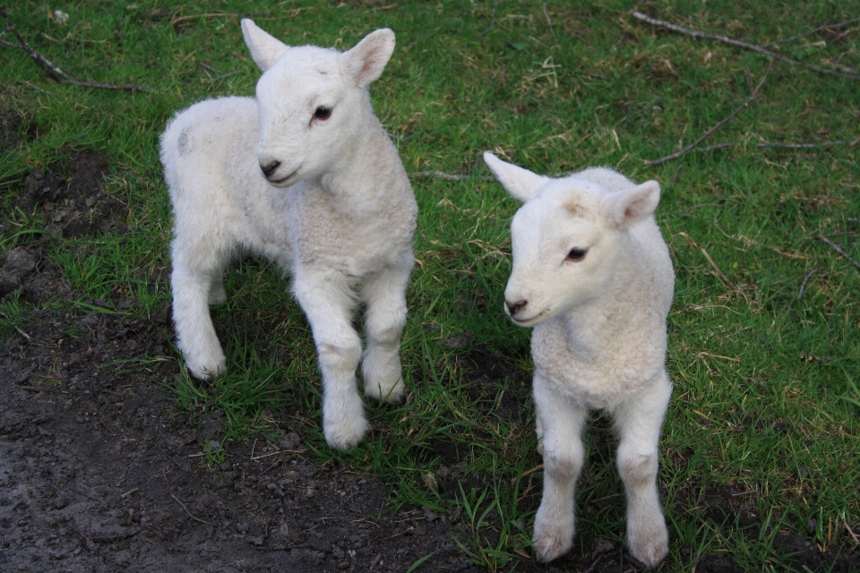 Nature pasture sheep mammal