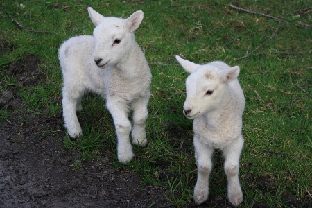 Nature pasture sheep mammal Photo