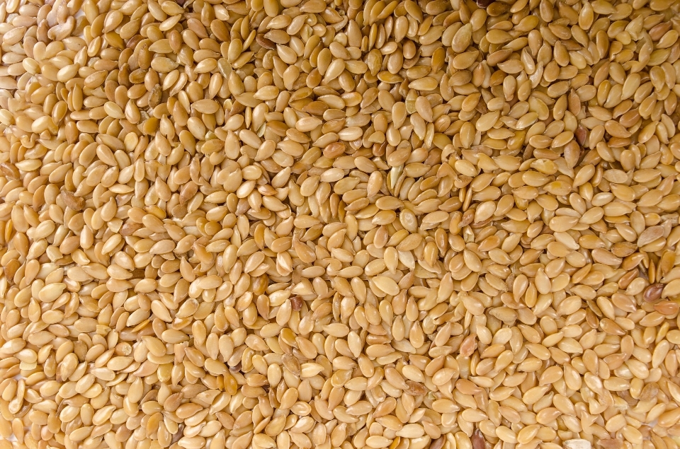 Plant white barley wheat