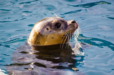 Sea light view animal Photo