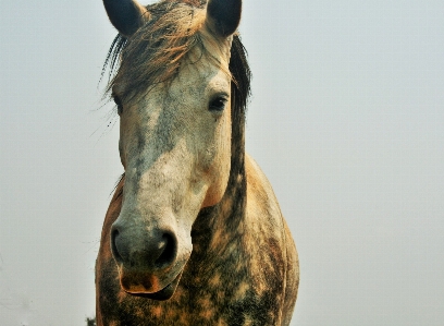 Photo Blanc cheval mammifère étalon