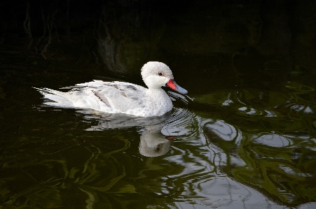 Water nature outdoor bird Photo