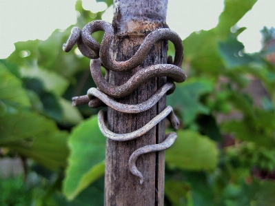 Tree branch wood vine Photo